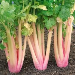 Blush celery seeds