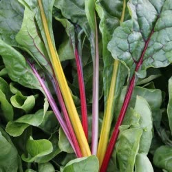 Swiss Chard Bright Lights seeds