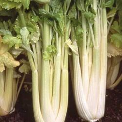 Celery Loretta grown from seed