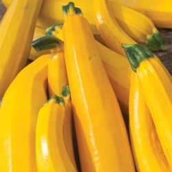 Courgette Lemona
