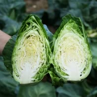 Excel F1 hybrid cabbage