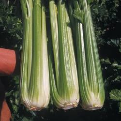 Granada Celery F1 hybrid