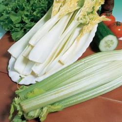 Hopkins Fenlander celery seeds