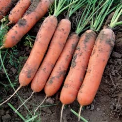 Marion F1 hybrid carrot seeds