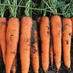 Nairobi carrot seeds