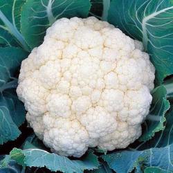 North Forelander Cauliflower