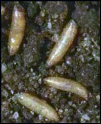Carrot fly larvae