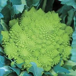 Romanesco Celio caauliflower seeds