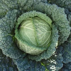 Savoy Serpentine cabbage