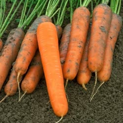 Silvano F1 hybrid carrots