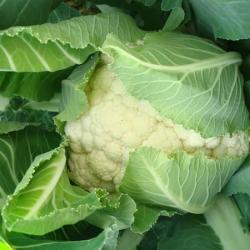 Tirza cauliflower seeds Tirza cauliflower seeds