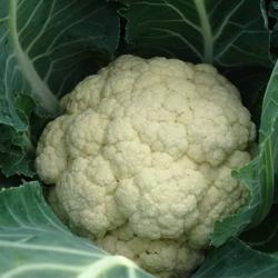 White Step cauliflower seeds