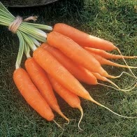 Resistafly F1 hybrid carrot seeds