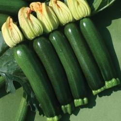 Tuscany courgette seeds