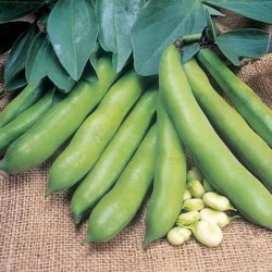 Meteor Vroma broad bean seeds