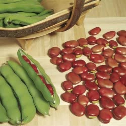 Red Epicure broad been seeds