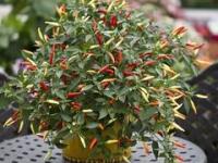 Basket of Fire