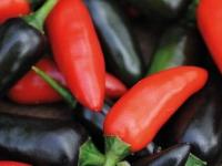 Chenzo chilli seeds