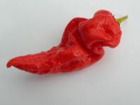 Ghost chilli