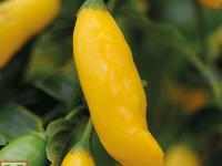 Hot Lemon chilli seeds