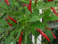 Hot Mexican seeds