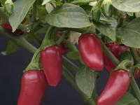 Jalapeno chilli seeds