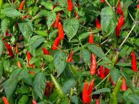 Lancer F1 hybrid seeds